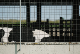 A cow's body rises partly above a fence at a CAFO (Photo courtesy of Midstory)