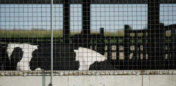 A cow's body rises partly above a fence at a CAFO (Photo courtesy of Midstory)