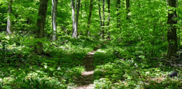 A path cuts through the foliage of North Manitou Island