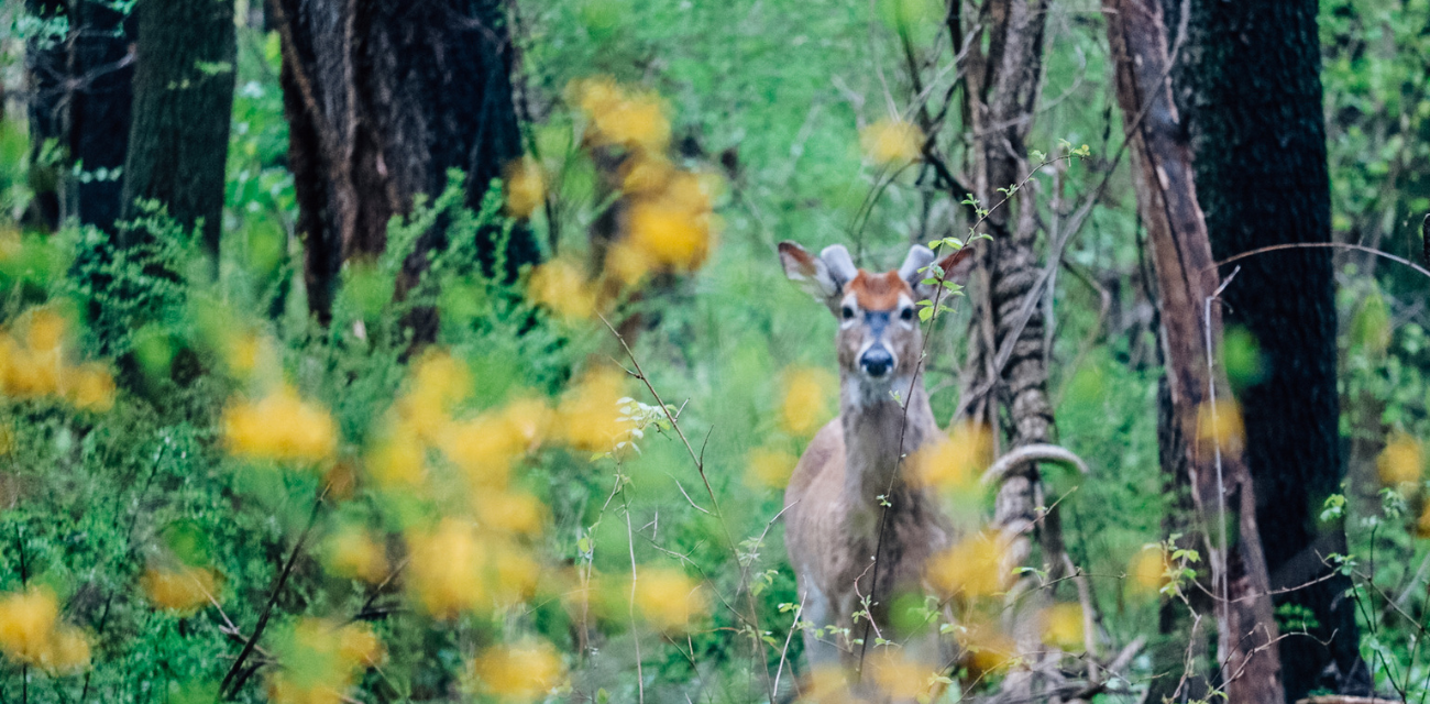 A white-tailed deer peers through the underbrush of a forest