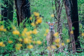 A white-tailed deer peers through the underbrush of a forest