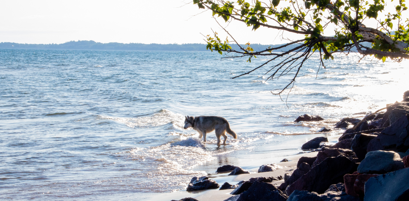 A wolf walks in the water on the shores of the Upper Peninsula. (Photo via Adobe)