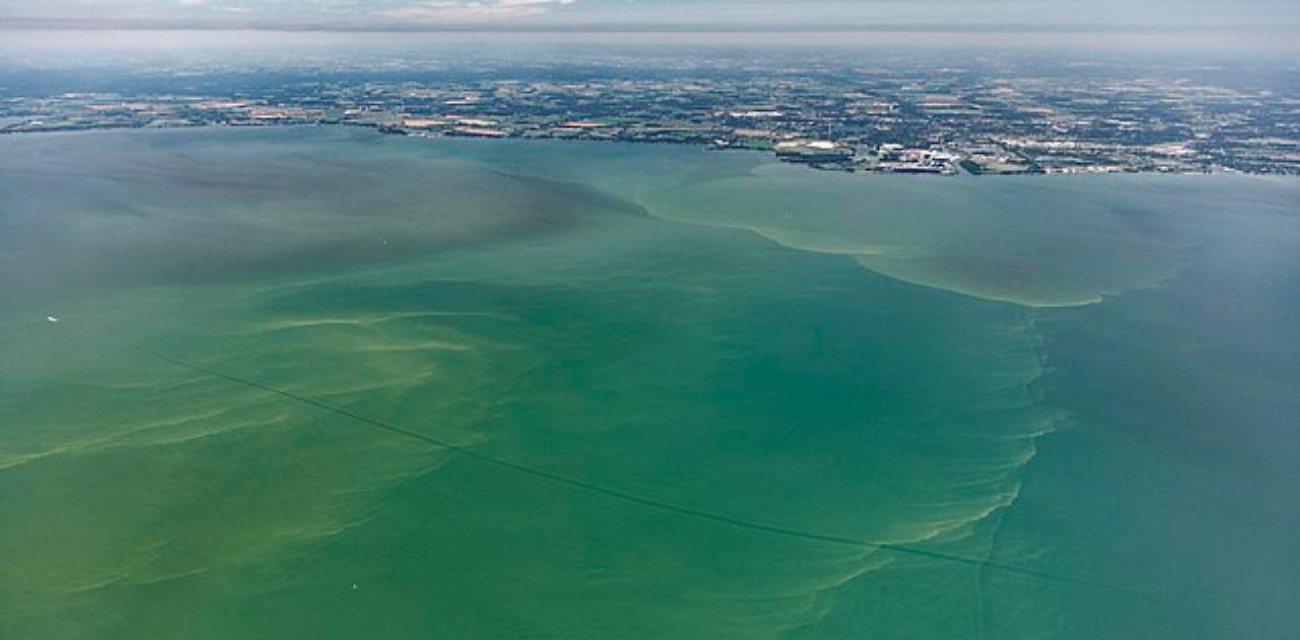 Algal blooms tinge Lake Erie green (Photo via Wikimedia Commons)