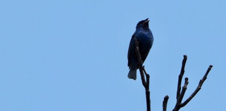 An indigo bunting calls at a Detroit Bird City park (Photo courtesy of Diane Cheklich)