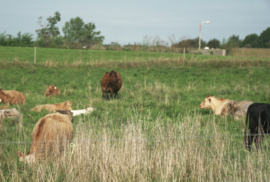 Cows graze in a pasture in Lenawee County (Photo courtesy of Midstory)