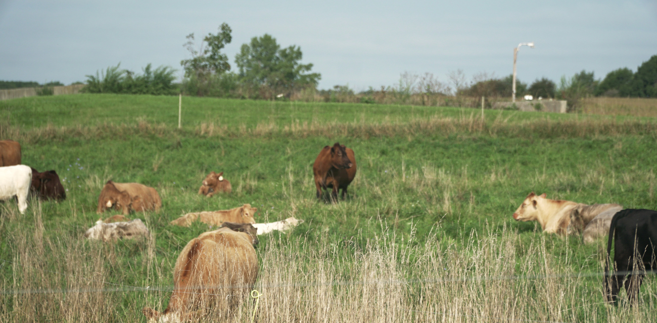 Cows graze in a pasture in Lenawee County (Photo courtesy of Midstory)