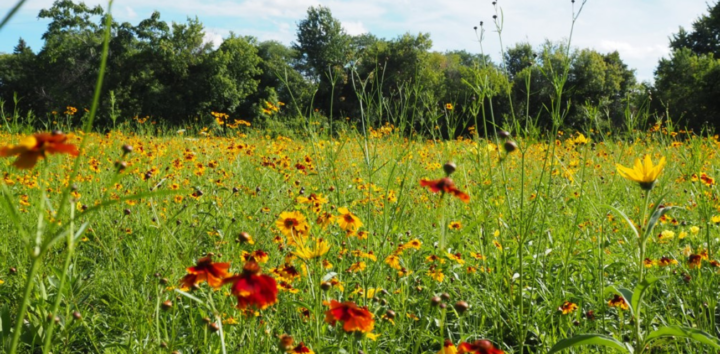 Flowers bloom in Detroit's Callahan Park, a bird sanctuary. (Photo courtesy of Diane Cheklich)