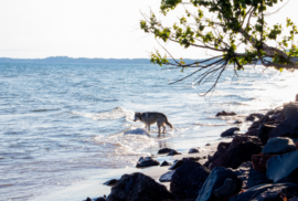 A wolf walks in the water on the shores of the Upper Peninsula. (Photo via Adobe)