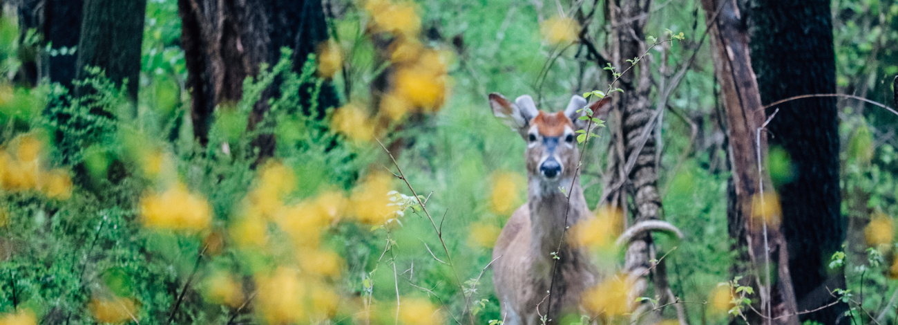 A young White Tail Deer buck peers through a spring meadow, short antlers just showing