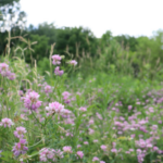 Crownvetch grows at the Avon Nature Area in Rochester Hills