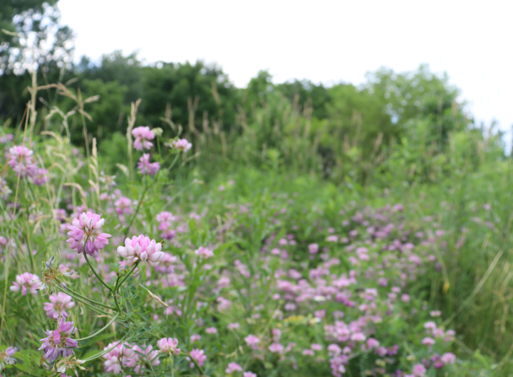 Crownvetch grows at the Avon Nature Area in Rochester Hills