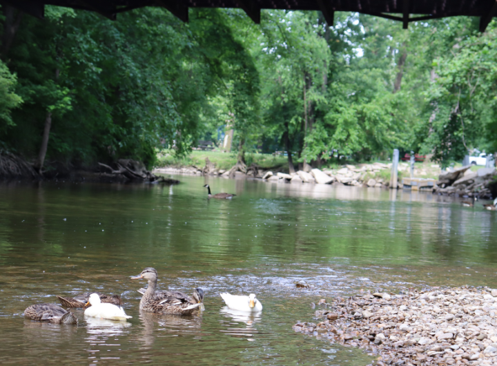 Ducks and geese swim at the Clinton River Heritage Park in Utica