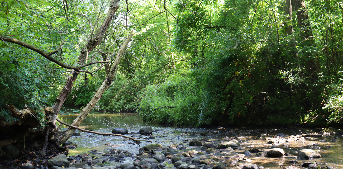 Pebbles dot the Coon Creek as it cuts across the Macomb Orchard Trail in Armada