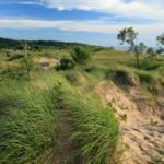 Trees and grasses flow in the wind at Saugatuck Dunes (Courtesy of the Saugatuck Dunes Coastal Alliance)