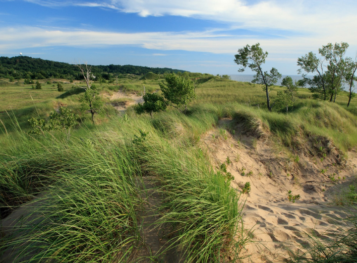 Trees and grasses flow in the wind at Saugatuck Dunes (Courtesy of the Saugatuck Dunes Coastal Alliance)