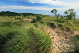 Trees change color in Saugatuck Dunes (Courtesy of the Saugatuck Dunes Coastal Alliance)