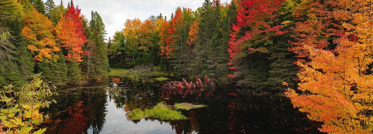 Trees of green, orange, yellow and red line both sides of a river at Norwich Plains.