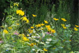 Wildflowers bloom in a Detroit Bird City park. (Photo courtesy of Detroit Bird Alliance)