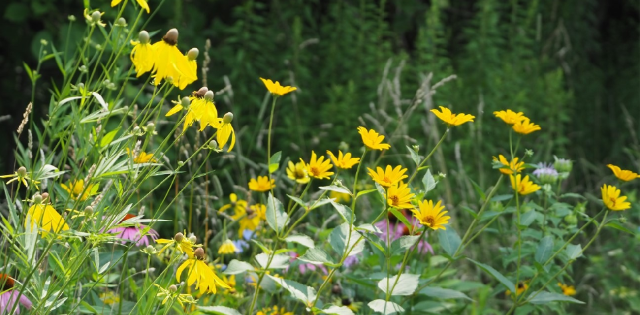 Wildflowers bloom in a Detroit Bird City park. (Photo courtesy of Detroit Bird Alliance)