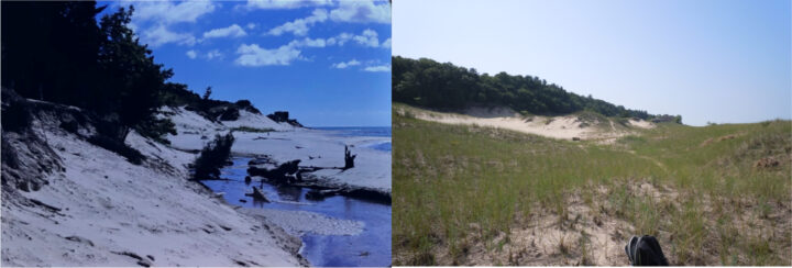 Views of dunes from Meinert Park in Muskegon County. (Left: Michigan Department of Environment, Great Lakes & Energy, 1987; Right: Kevin McKeehan, Michigan State University, 2019.)