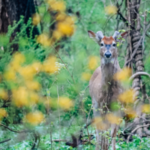 A young White Tail Deer buck peers through a spring meadow, short antlers just showing