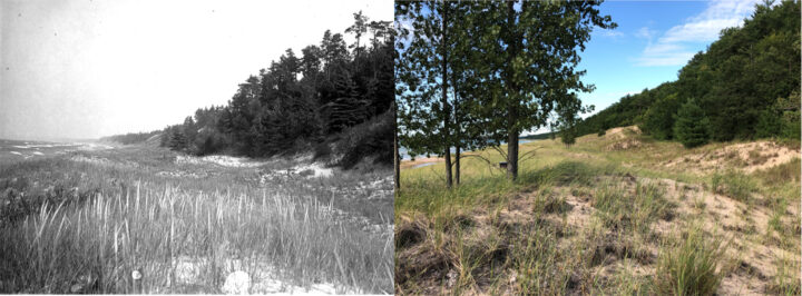 Views of dunes in near Pentwater. (Left: University of Chicago, 1915; Right: Kevin McKeehan, Michigan State University, 2019.)