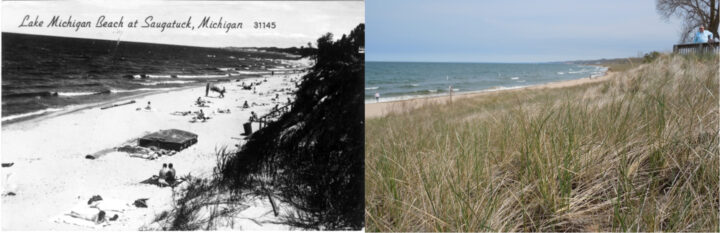 Photos of dunes at Oval Beach. (Left: 1947, Saugatuck-Douglas Historical Society; Right: Kevin McKeehan, Michigan State University.)