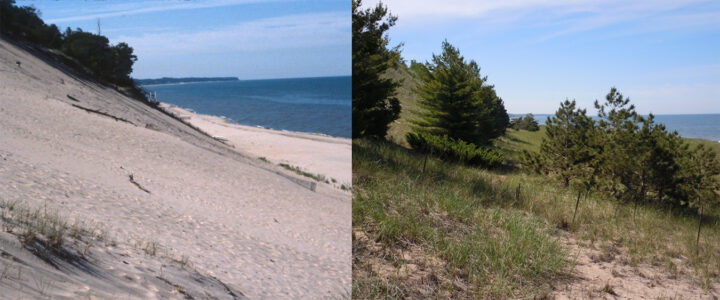 A dune at Laketown Beach. (Left: Michigan Department of Environment, Great Lakes & Energy, 1989; Right: Kevin McKeehan, Michigan State University, 2019.)