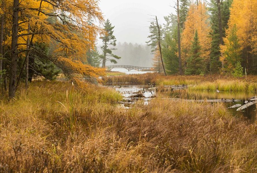 A view of a stream amidst a forest of autumn colors in the Upper Peninsula. (Photo courtesy of the Upper Peninsula Environmental Coalition.)