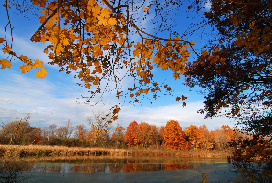 Autumn colors of trees and ground cover reflect off a pond at Springhill Nature Preserve. (Photo courtesy of Charles Scott for the Southeast Michigan Land Conservancy)