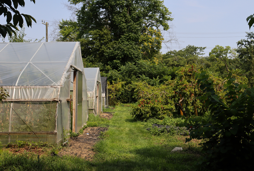 Greenhouses stand in a column parallel to columns of plants at Beaverland Farms in Detroit.