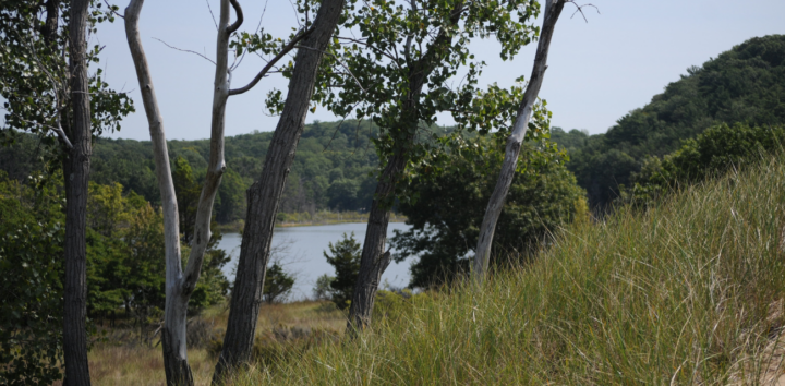 Oxbow Lagoon is surrounded by the trees and grasses of the Saugatuck Dunes ecosystem. (Photo by Nate Mathewson)