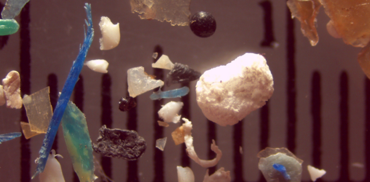 Microplastic particles collected from one of the Great Lakes' tributaries. (Photo Mason Research Lab, SUNY - Fredonia.)