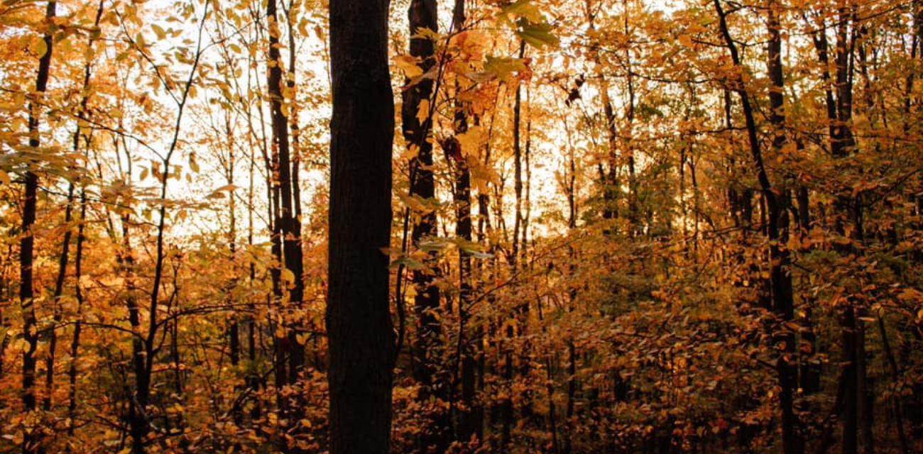 Trees with golden yellow leaves sit in a preserved nature area.