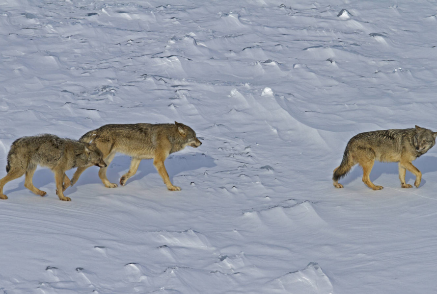 Wolves roam through the snow of Isle Royale National Park. (Photo courtesy of National Parks Conservation Association.)