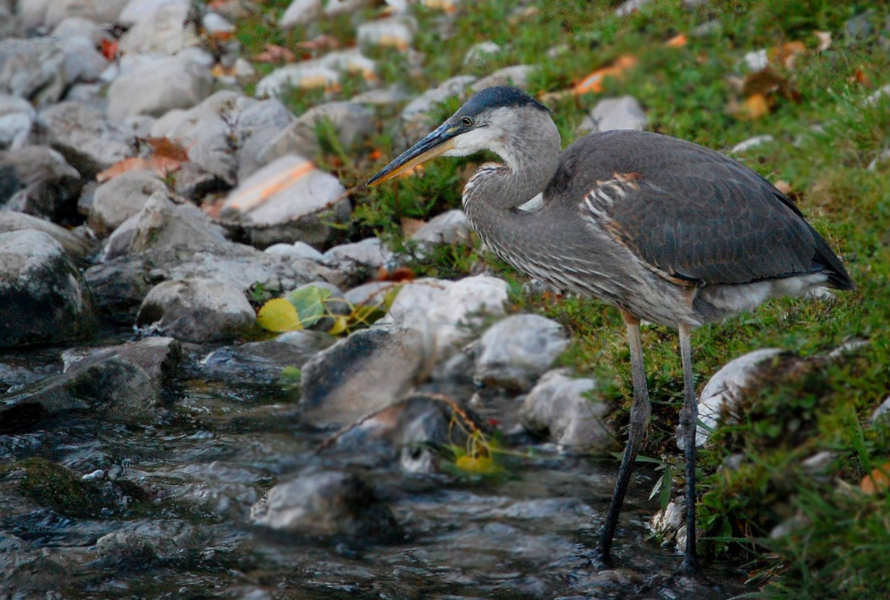 A Great Blue Heron looks into a stream in downtown Elk Rapids. (Photo courtesy of James Dake for Green Elk Rapids)