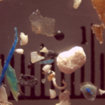 Microplastic particles collected from one of the Great Lakes' tributaries. (Photo Mason Research Lab, SUNY - Fredonia.)