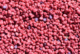 A pile of pesticide-treated seed corn. (Photo via USDA NRCS)