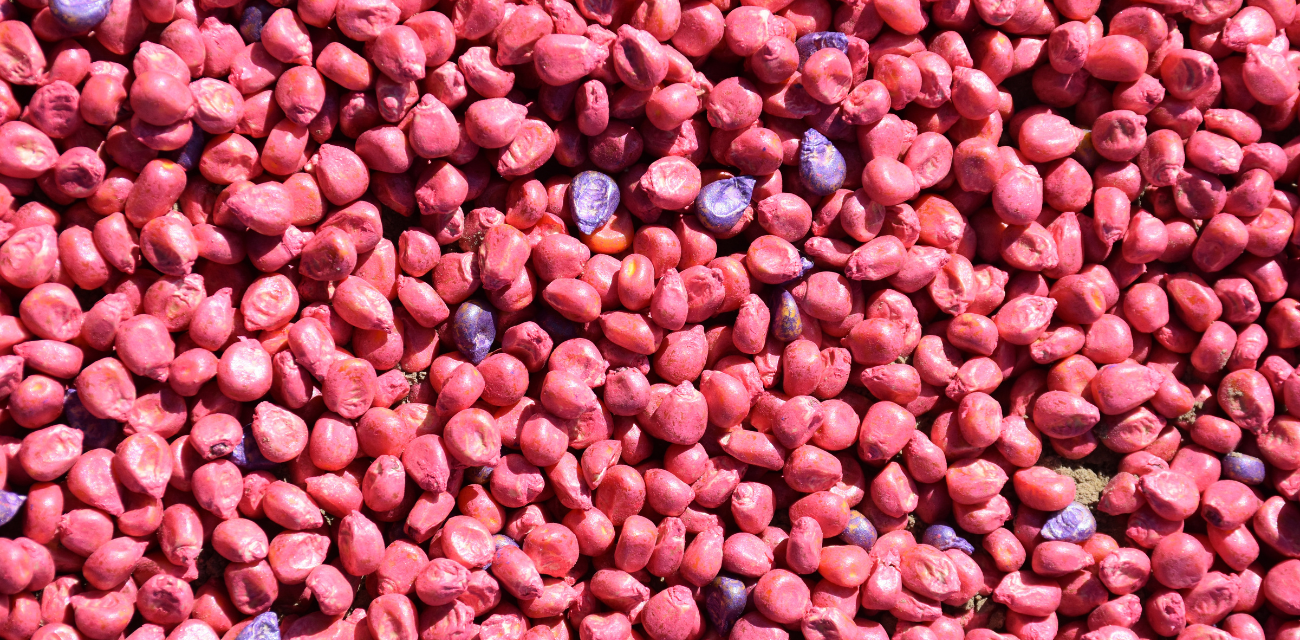 A pile of pesticide-treated seed corn. (Photo via USDA NRCS)