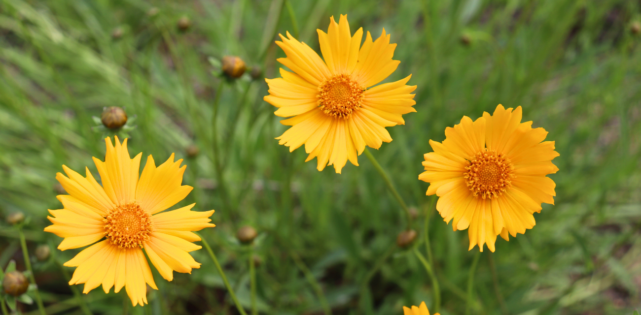 The flowers of lanceleaf coreopses bloom in a native garden created by Plymouth Pollinators