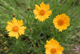 The flowers of lanceleaf coreopses bloom in a native garden created by Plymouth Pollinators