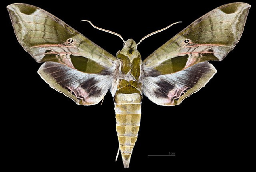 A pandorus sphinx hawk moth. (Photo by Laurent Schwartz via Wikimedia Commons)