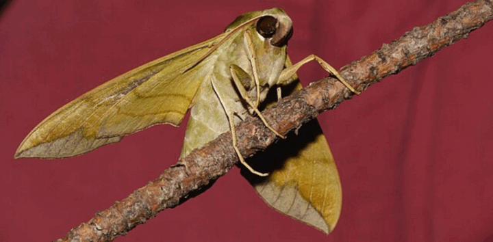 A pandorus sphinx moth perches on a twig. (Photo via Wikimedia Commons)
