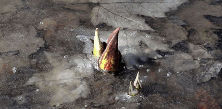 An eastern skunk cabbage sprouts above the frozen ground. (Photo via Wikimedia Commons).