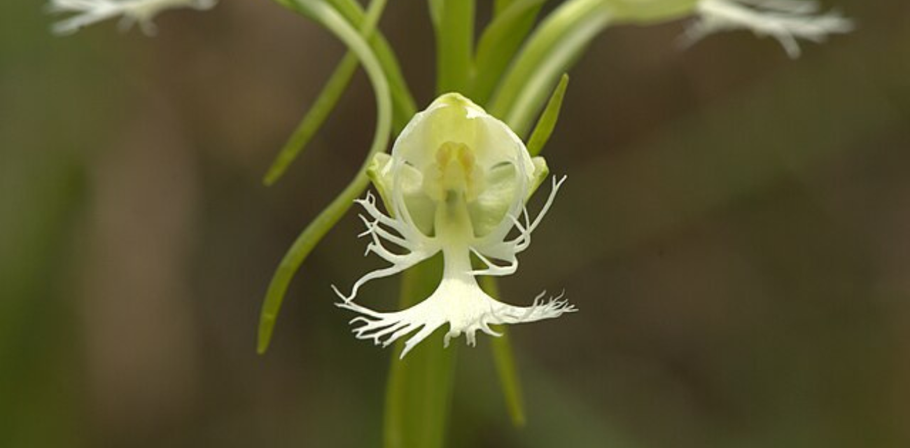 The flower of an Eastern prairie-fringed orchid in bloom. (Photo via Wikimedia Commons)