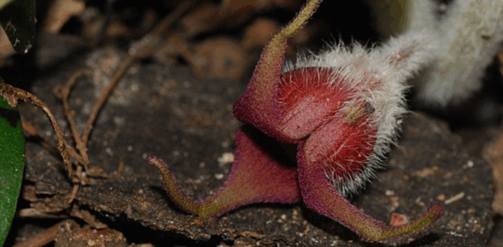 The maroon flower of a wild ginger lies on the ground, waiting to attact flies. (Photo via Wikimedia Commons)