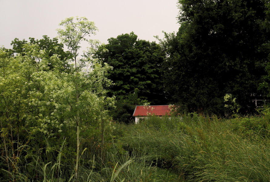 The red roof of a farm building peaks over grasses near a Cassopolis
